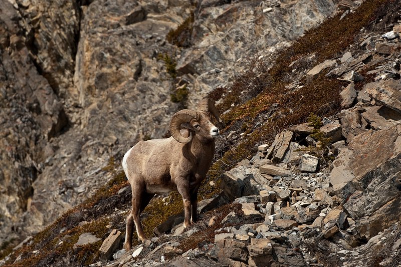 ©TC-Bighorn Ram-D00893-00298.jpg :: 3/4 Curl Bighorn Sheep Ram negotiating his wayl along rocky hillside