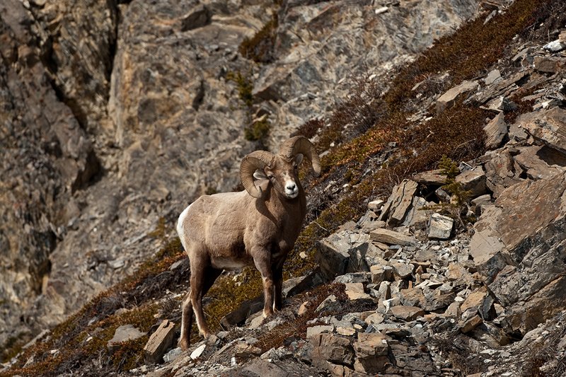 ©TC-Bighorn Ram-D00893-00301.jpg :: 3/4 Curl Bighorn Sheep Ram negotiating his wayl along rocky hillside