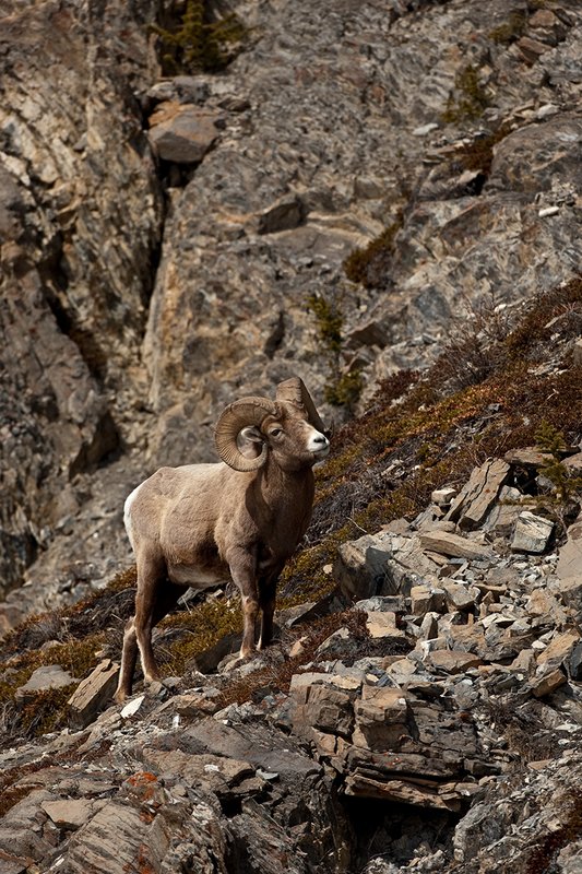 ©TC-Bighorn Ram-D00893-00304.jpg :: 3/4 Curl Bighorn Sheep Ram negotiating his wayl along rocky hillside