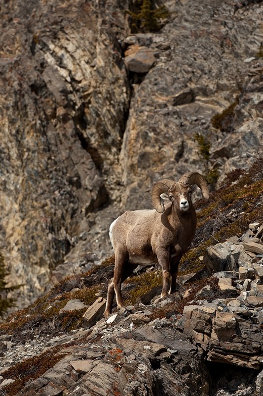 ©TC-Bighorn Ram-D00893-00307.jpg :: 3/4 Curl Bighorn Sheep Ram negotiating his wayl along rocky hillside