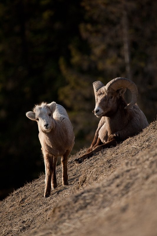 ©TC-Bighorn Ram-D00893-00313.jpg :: Bighorn Sheep Lamb-of-the-year standing alertly in front of 1/2 curl Bighorn Ram bedded down on a steep hillside