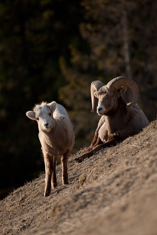 ©TC-Bighorn Ram-D00893-00316.jpg :: Bighorn Sheep Lamb-of-the-year standing alertly in front of 1/2 curl Bighorn Ram bedded down on a steep hillside