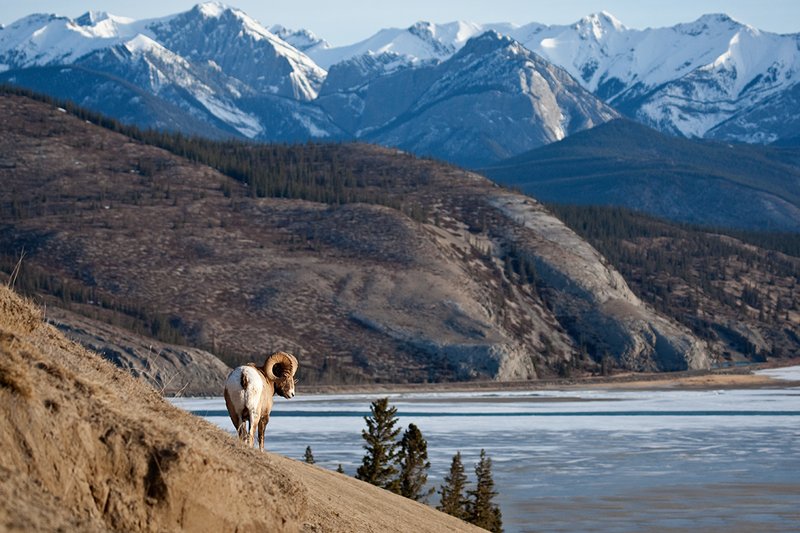 ©TC-Bighorn Ram-D00893-00319.jpg :: 3/4 Curl Bighorn Sheep Ram standing on a steep hillside looking out into the valley below with snow capped moutains in the background