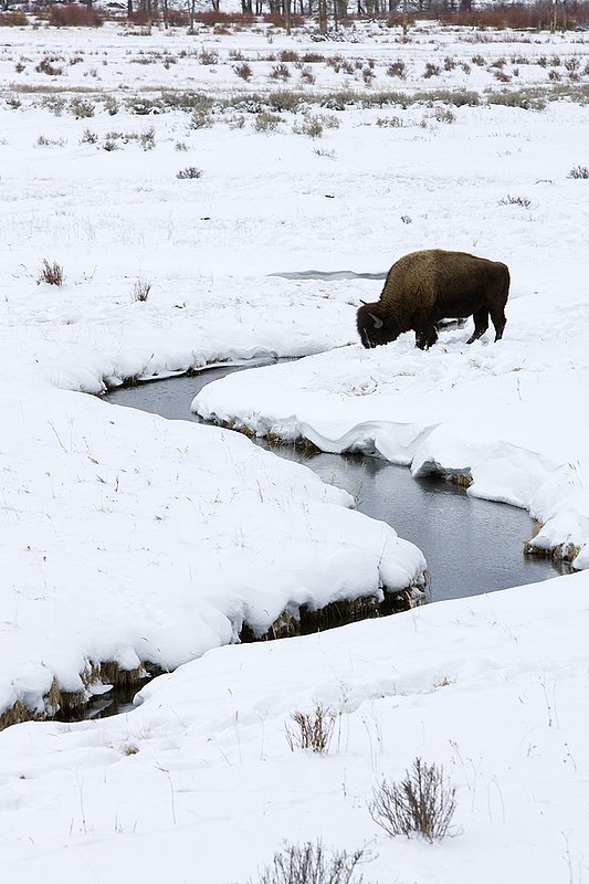 ©TC-Bison in Snow-D00064-00002.jpg :: Bull Bison forages for food under the snow along a stream in wide open valley.