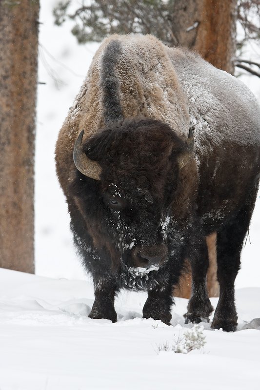 ©TC-Bison in Snow-D00064-00008.jpg :: Large bull biosn standing in open timber where snow is shallow during a driving snowstorm