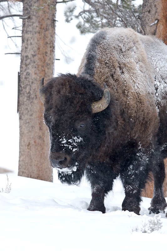 ©TC-Bison in Snow-D00064-00015.jpg :: Large bull biosn standing in open timber where snow is shallow during a driving snowstorm