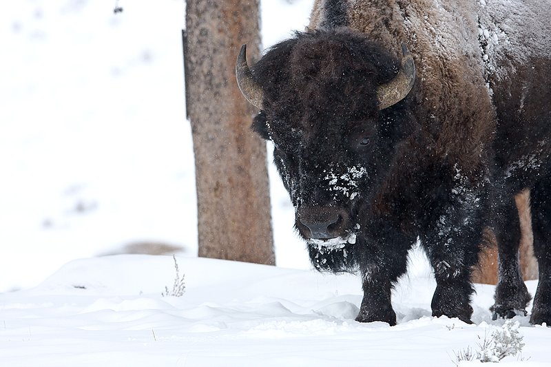 ©TC-Bison in Snow-D00064-00018.jpg :: Large bull biosn standing in open timber where snow is shallow during a driving snowstorm