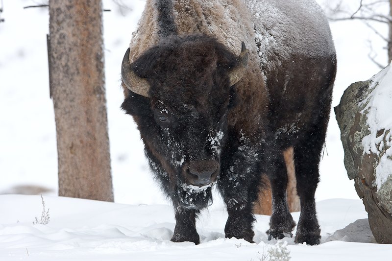 ©TC-Bison in Snow-D00064-00021.jpg :: Large bull biosn standing in open timber where snow is shallow during a driving snowstorm