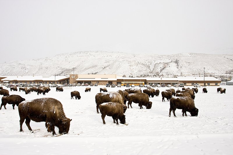 ©TC-Bison in Snow-D00064-00024.jpg :: Herd of bison feeding on the football field of Gardiner High School, Gardiner, Montana