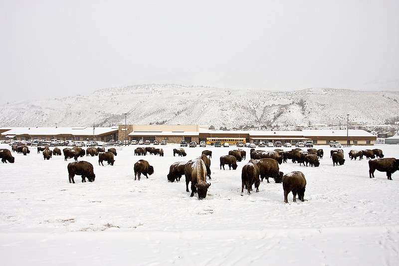 ©TC-Bison in Snow-D00064-00030.jpg :: Herd of bison feeding on the football field of Gardiner High School, Gardiner, Montana