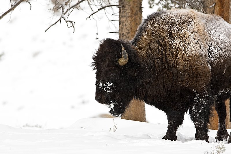 ©TC-Bison in Snow-D00064-00036.jpg :: Large bull biosn standing in open timber where snow is shallow during a driving snowstorm