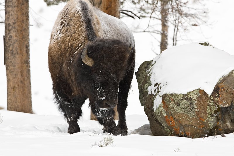 ©TC-Bison in Snow-D00064-00042.jpg :: Large bull biosn standing in open timber where snow is shallow during a driving snowstorm