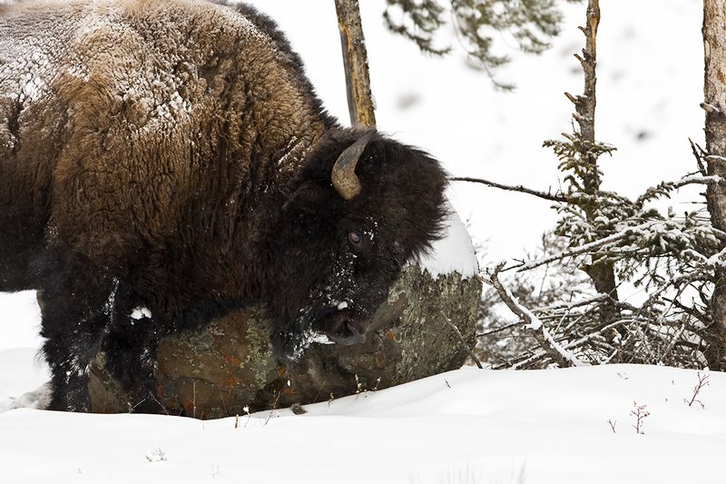 ©TC-Bison in Snow-D00064-00048.jpg :: Large bull biosn standing in open timber where snow is shallow during a driving snowstorm