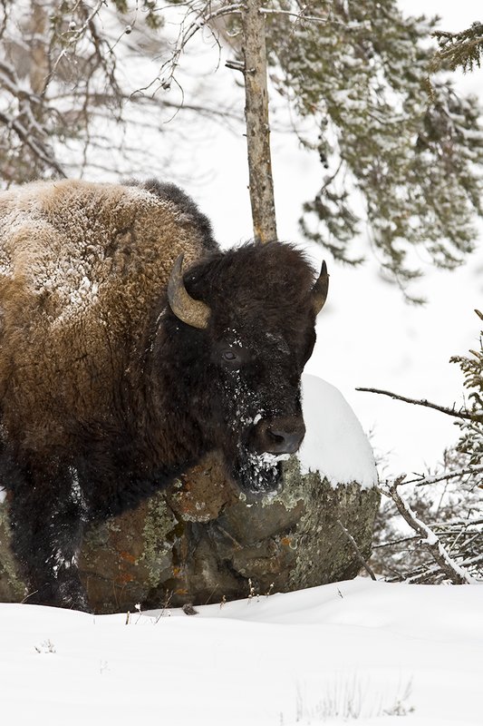 ©TC-Bison in Snow-D00064-00054.jpg :: Large bull biosn standing in open timber where snow is shallow during a driving snowstorm