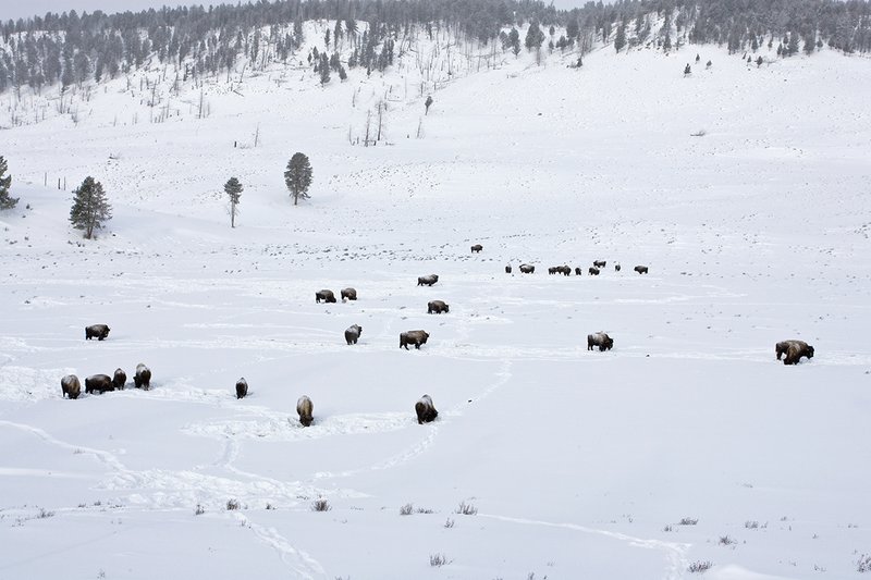 ©TC-Bison in Snow-D00064-00059.jpg :: Herd of bison feeding in open Yellowstone National Park valley in deep snow and driving snowstorm