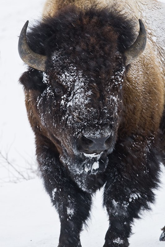 ©TC-Bison in Snow-D00064-00067.jpg :: Head shoulder portrait of large bull bison standing in a heavy snowstorm