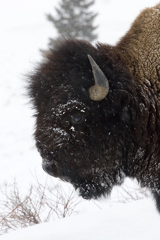 ©TC-Bison in Snow-D00064-00072.jpg :: Head shoulder portrait of large bull bison standing in a heavy snowstorm