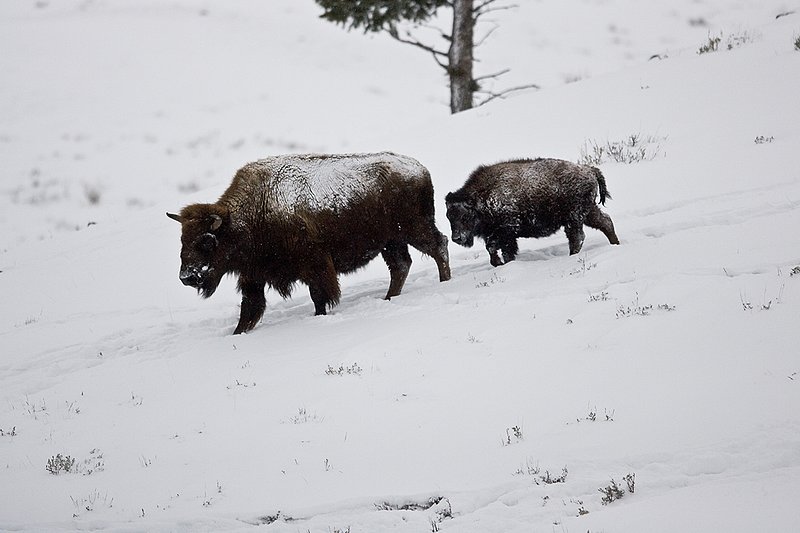 ©TC-Bison in Snow-D00064-00081.jpg :: Cow bison leading her calf down hill in deep snow looking for food