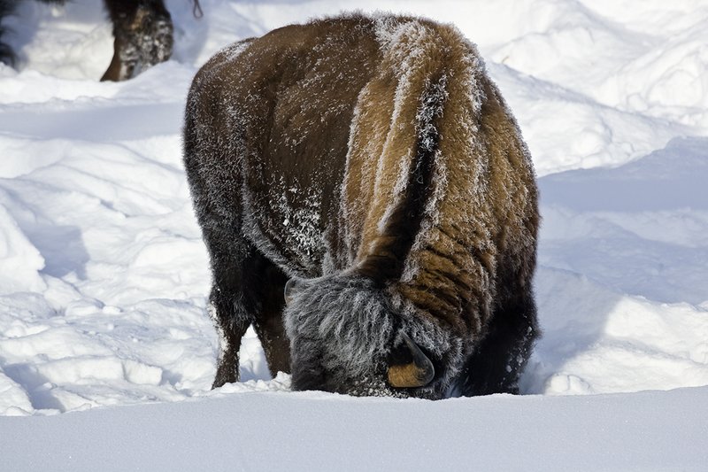 ©TC-Bison in Snow-D00064-00095.jpg :: Large Bull Bison feeding in deep snow and cold tempraters by using head to clear snow to gain access to grass