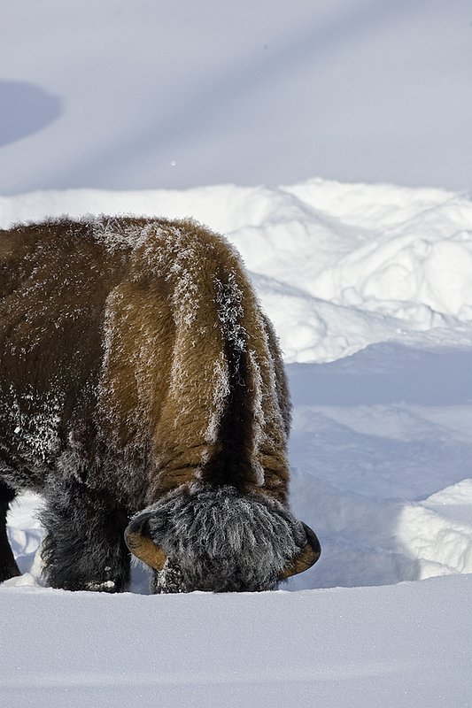 ©TC-Bison in Snow-D00064-00099.jpg :: Large Bull Bison feeding in deep snow and cold tempraters by using head to clear snow to gain access to grass