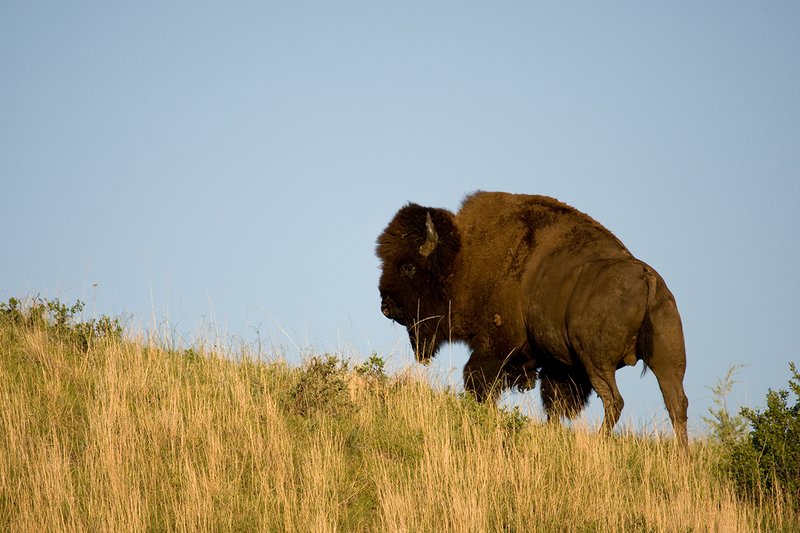 ©TC-Bison-D00063-00063.jpg :: Big Bull Bison standing on crest of hill