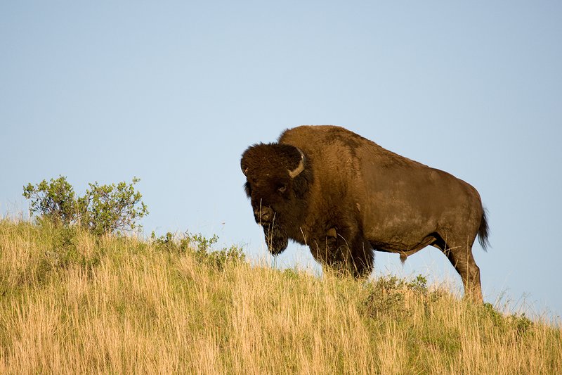 ©TC-Bison-D00063-00068.jpg :: Big Bull Bison standing on crest of hill