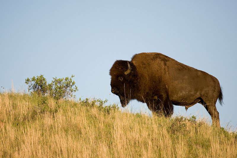 ©TC-Bison-D00063-00074.jpg :: Big Bull Bison standing on crest of hill