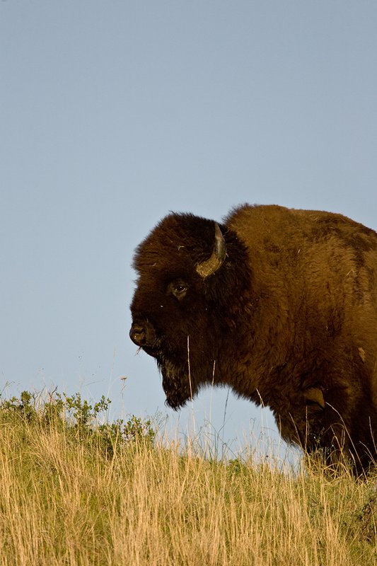 ©TC-Bison-D00063-00075.jpg :: Big Bull Bison standing on crest of hill
