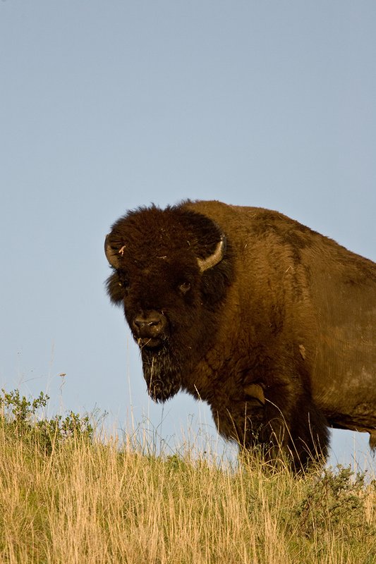 ©TC-Bison-D00063-00083.jpg :: Big Bull Bison standing on crest of hill