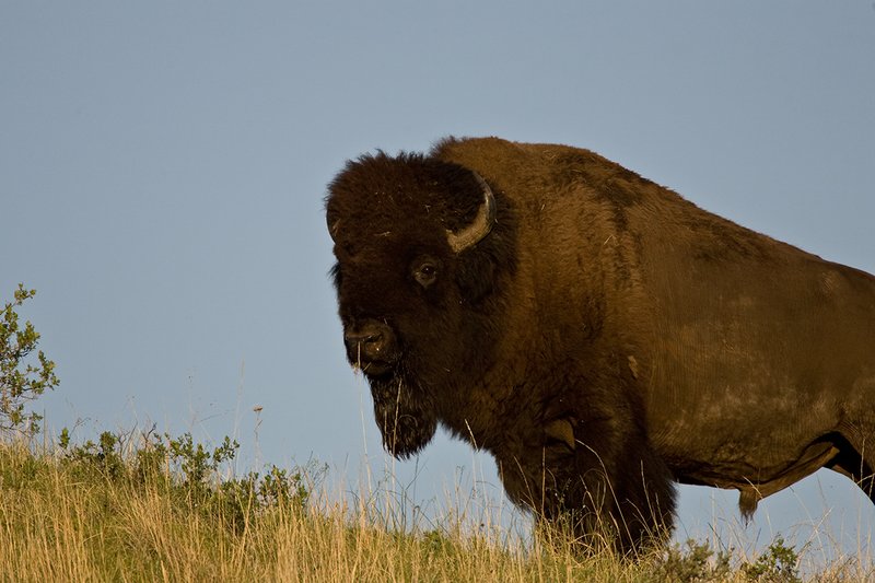 ©TC-Bison-D00063-00087.jpg :: Big Bull Bison standing on crest of hill