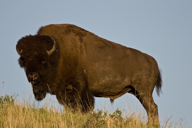 ©TC-Bison-D00063-00095.jpg :: Big Bull Bison standing on crest of hill