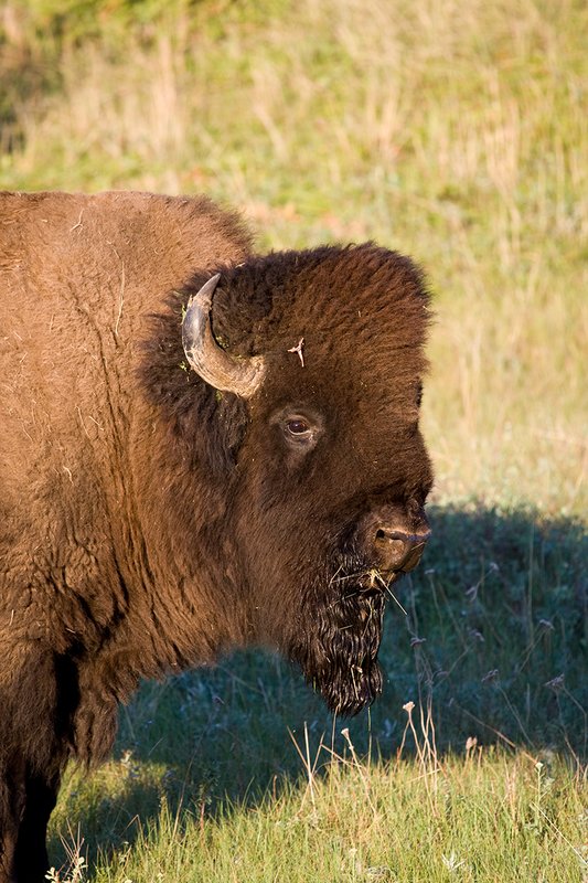 ©TC-Bison-D00063-00108.jpg :: Large Bull Bison head/shoulder portrait in early morning light