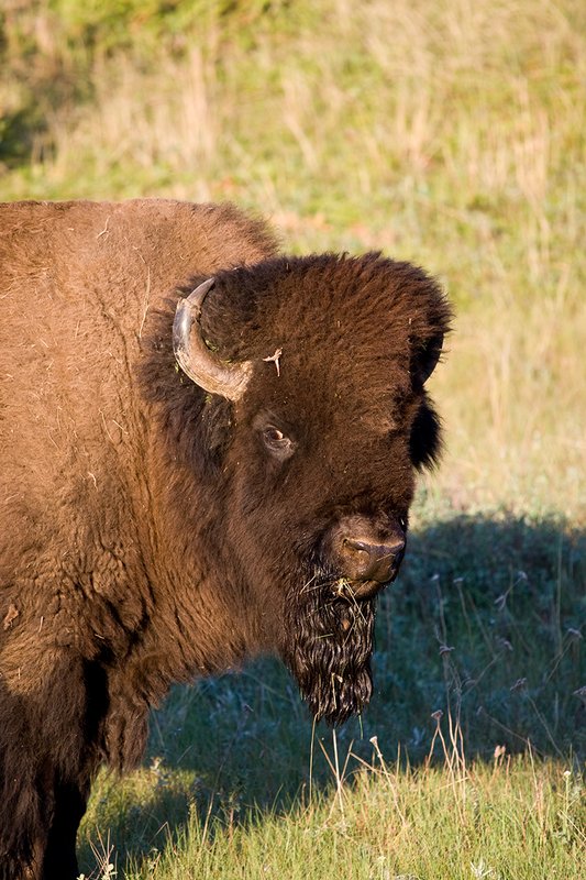 ©TC-Bison-D00063-00119.jpg :: Large Bull Bison head/shoulder portrait in early morning light