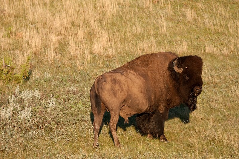 ©TC-Bison-D00063-00123.jpg :: Large Bull Bison standing broadside on tall grass priarie in early morning light