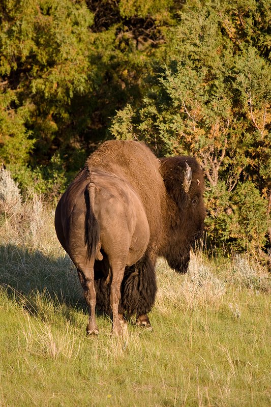 ©TC-Bison-D00063-00127.jpg :: Large Bull Bison standing straight away looking to the right side in early morning light