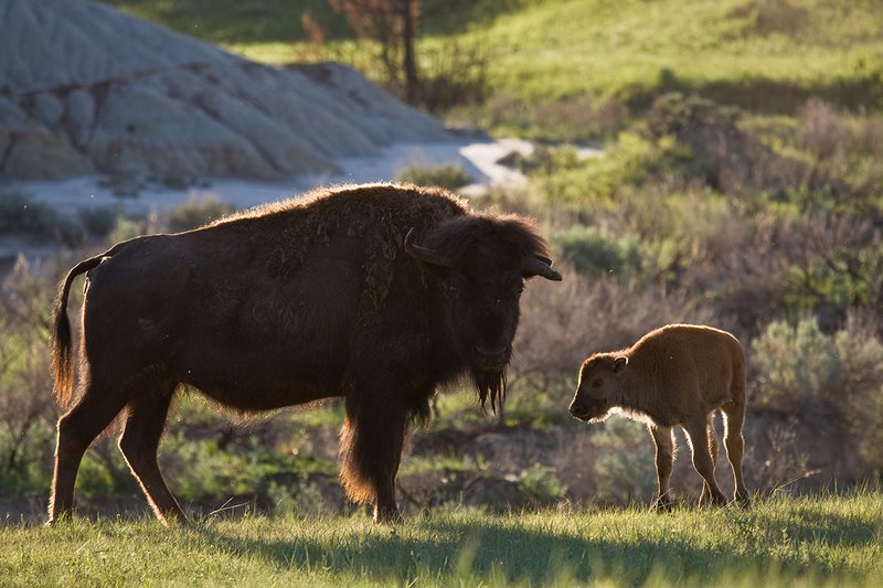 ©TC-Bison-D00063-00131.jpg :: Cow Bison with calf of the year on edge of grassland prarie