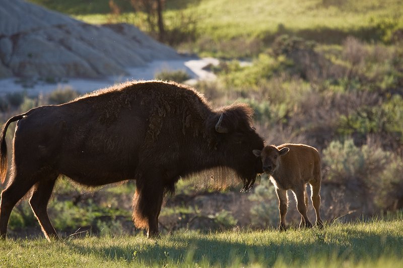 ©TC-Bison-D00063-00136.jpg :: Cow Bison with calf of the year on edge of grassland prarie