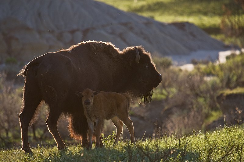 ©TC-Bison-D00063-00143.jpg :: Cow Bison with calf of the year on edge of grassland prarie