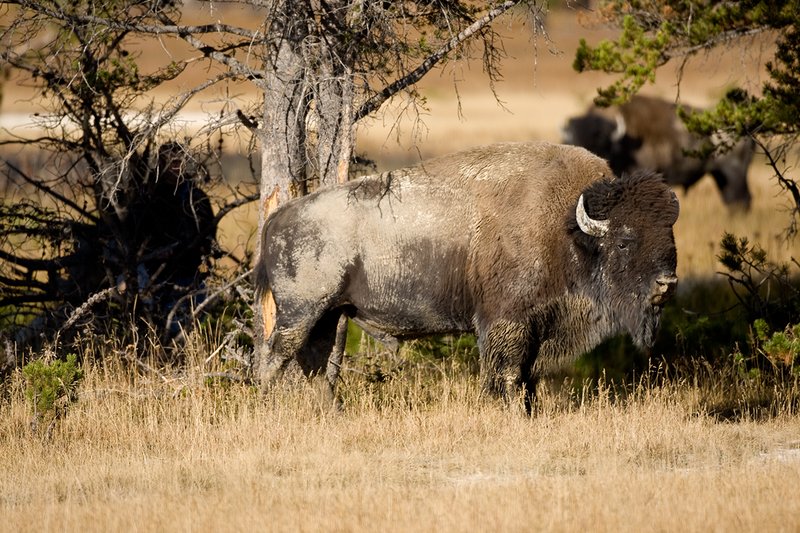 ©TC-Bison-D00063-00144.jpg :: Two large Bull Bison that have been wallowing in a mud hole (rut behavior) standing in a stand of trees with a photographer trapped in a brush pile behind the bull in the foreground