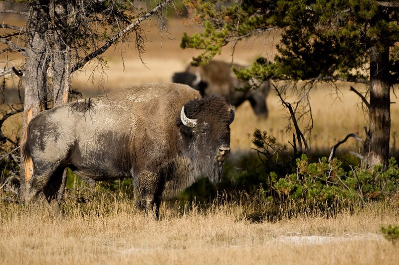 ©TC-Bison-D00063-00159.jpg :: Two large Bull Bison that have been wallowing in a mud hole (rut behavior) standing in a stand of trees