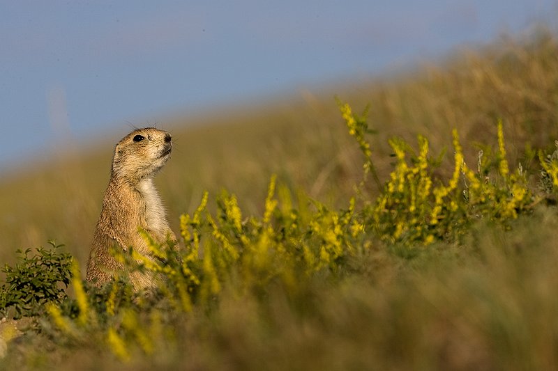 ©TC-Blacktailed Prairie Dog-D00755-00005.jpg :: Black-tailed Prairie dogs at hole, yellow flowering prairie plant blooming around hole.