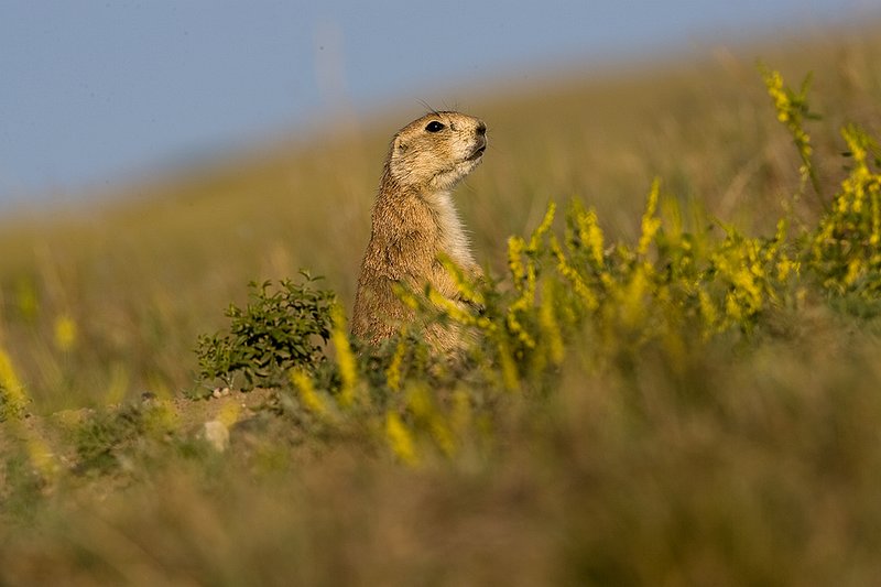 ©TC-Blacktailed Prairie Dog-D00755-00009.jpg :: Black-tailed Prairie dogs at hole, yellow flowering prairie plant blooming around hole.