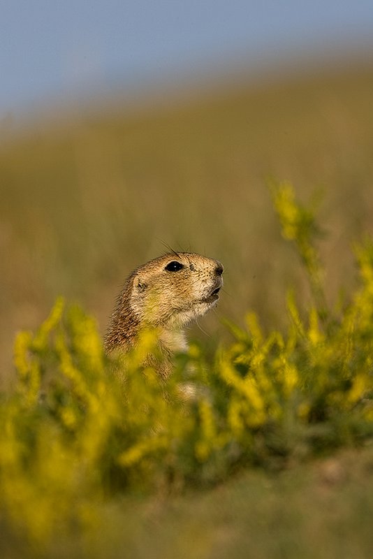 ©TC-Blacktailed Prairie Dog-D00755-00015.jpg :: Black-tailed Prairie dogs at hole, yellow flowering prairie plant blooming around hole.