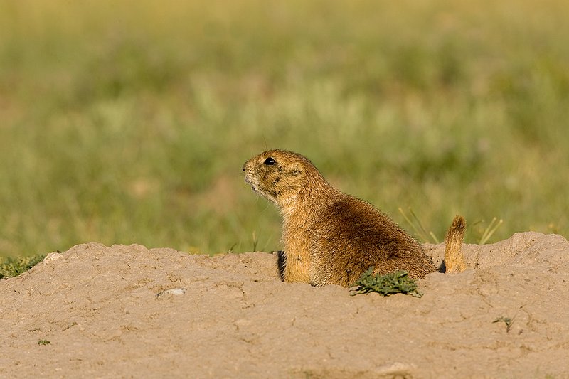 ©TC-Blacktailed Prairie Dog-D00755-00017.jpg :: Black-tailed Prairie dogs at hole, yellow flowering prairie plant blooming around hole.