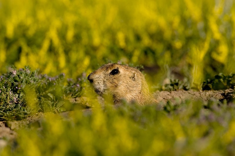 ©TC-Blacktailed Prairie Dog-D00755-00019.jpg :: Black-tailed Prairie dogs at hole, yellow flowering prairie plant blooming around hole.