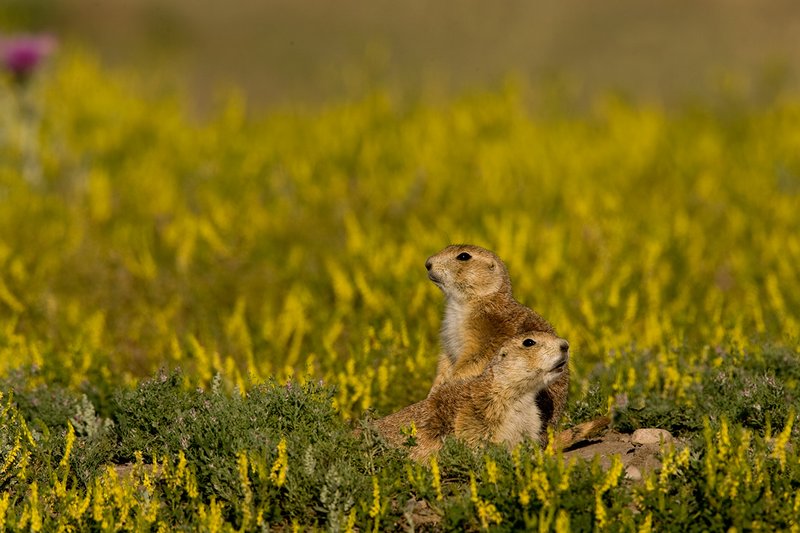 ©TC-Blacktailed Prairie Dog-D00755-00021.jpg :: Black-tailed Prairie dogs at hole, yellow flowering prairie plant blooming around hole.