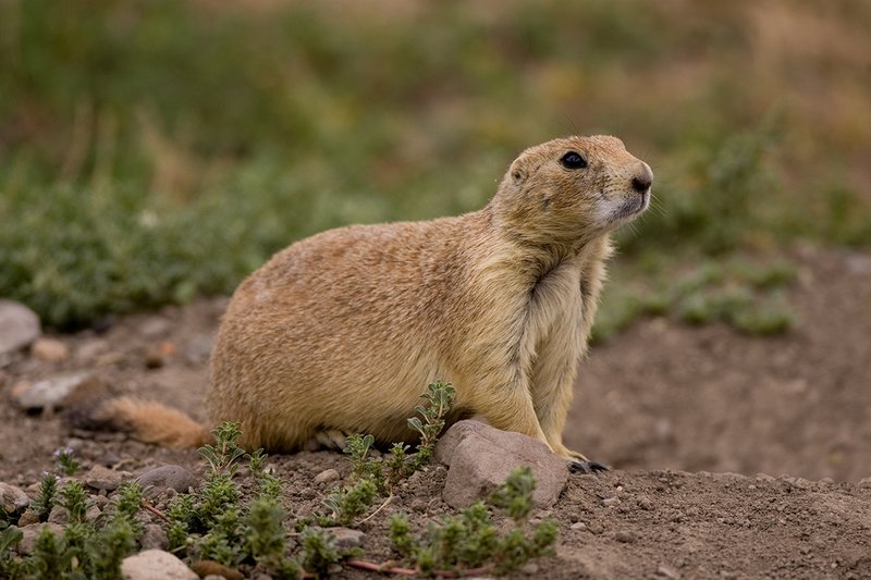 ©TC-Blacktailed Prairie Dog-D00755-00024.jpg