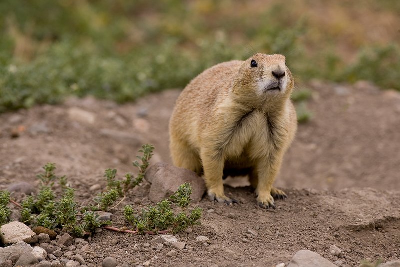 ©TC-Blacktailed Prairie Dog-D00755-00027.jpg