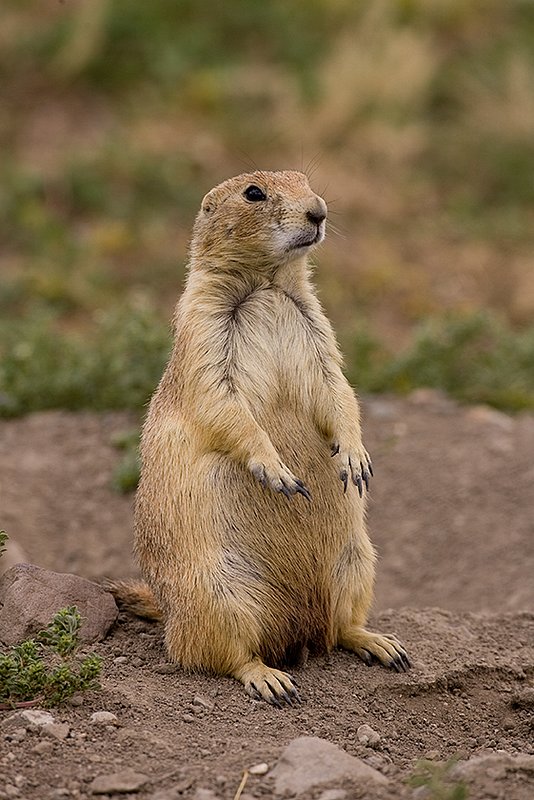 ©TC-Blacktailed Prairie Dog-D00755-00030.jpg