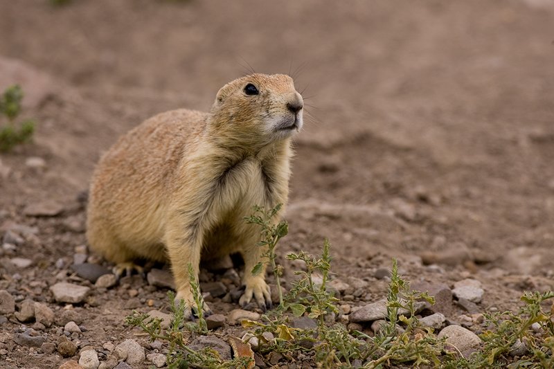 ©TC-Blacktailed Prairie Dog-D00755-00033.jpg